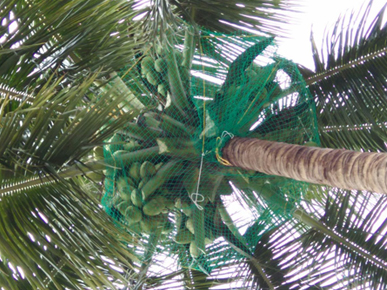 Coconut Tree Safety Nets